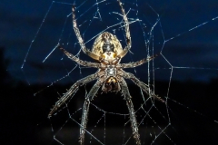 Spinne am Bürofenster