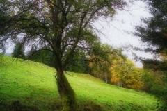 Schönbrunn Köpfchen