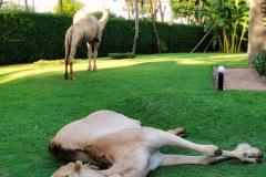 IMG_20200216_174714-01