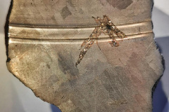 Day-12-Grand-Canyon-pic-009