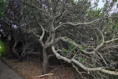 Day-15-Monterey-pic-011