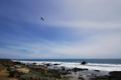 Day-15-Monterey-pic-019