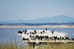 Day-15-Monterey-pic-030