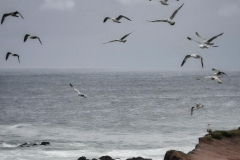 Day-16-San-Francisco-pic-003