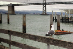 Day-16-San-Francisco-pic-039