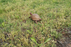 Day-4-Springfield-pic-022