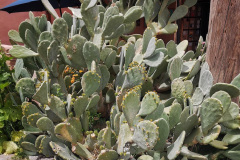 Day-9-Albuquerque-pic-035
