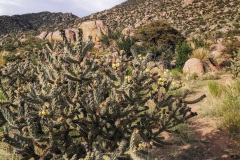 Day-9-Albuquerque-pic-048