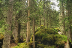 IMG_20210609_104041-01