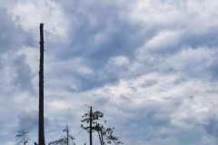 IMG_20210609_104946-01