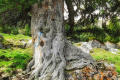 IMG_20210610_105747-01