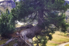 IMG_20210610_105816-01_edit_165618059803372