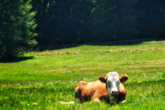 IMG_20210615_125915-01