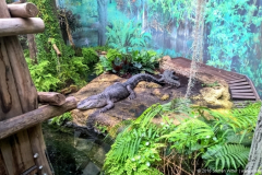 Krokodil Leipzig Tiergarten