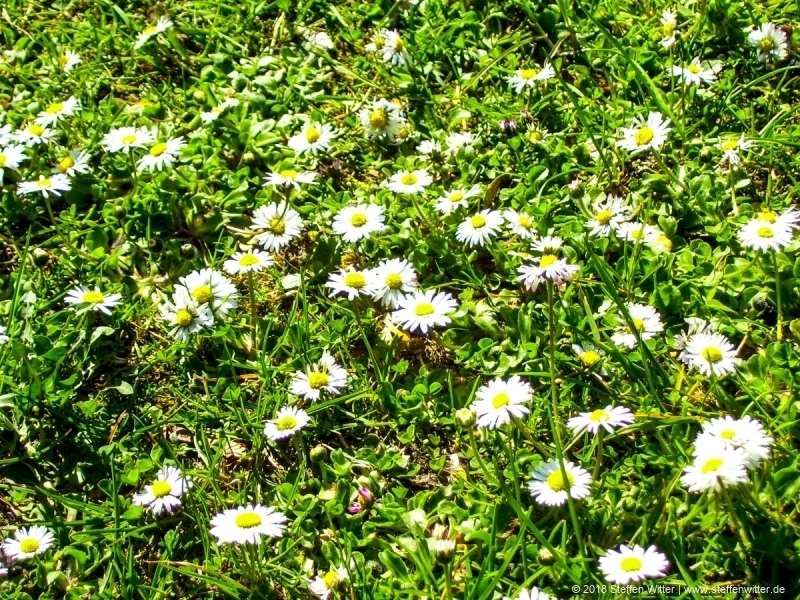 Gänseblümchen