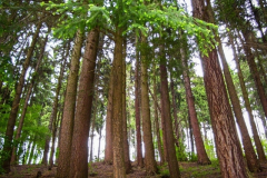 Schönbrunn Kreiseberg