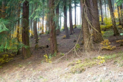 Schönbrunn Hühnersbach