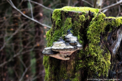 Schönbrunn Kreiseberg