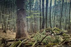 Schönbrunn Kreiseberg