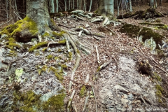 Schönbrunn Kreiseberg