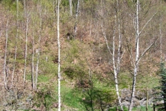 Schönbrunn Kreiseberg