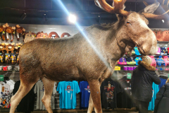 IMG_20230128_121244-01