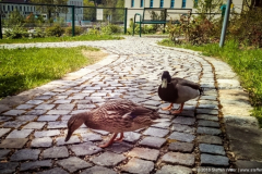 Faber-Castell Enten am Raucherplatz