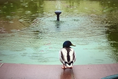 Faber-Castell Single-Ente am Raucherplatz